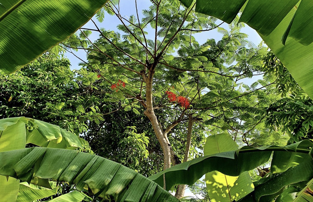 CÂY PHƯỢNG VỸ TRÊN ĐẤT TỔ