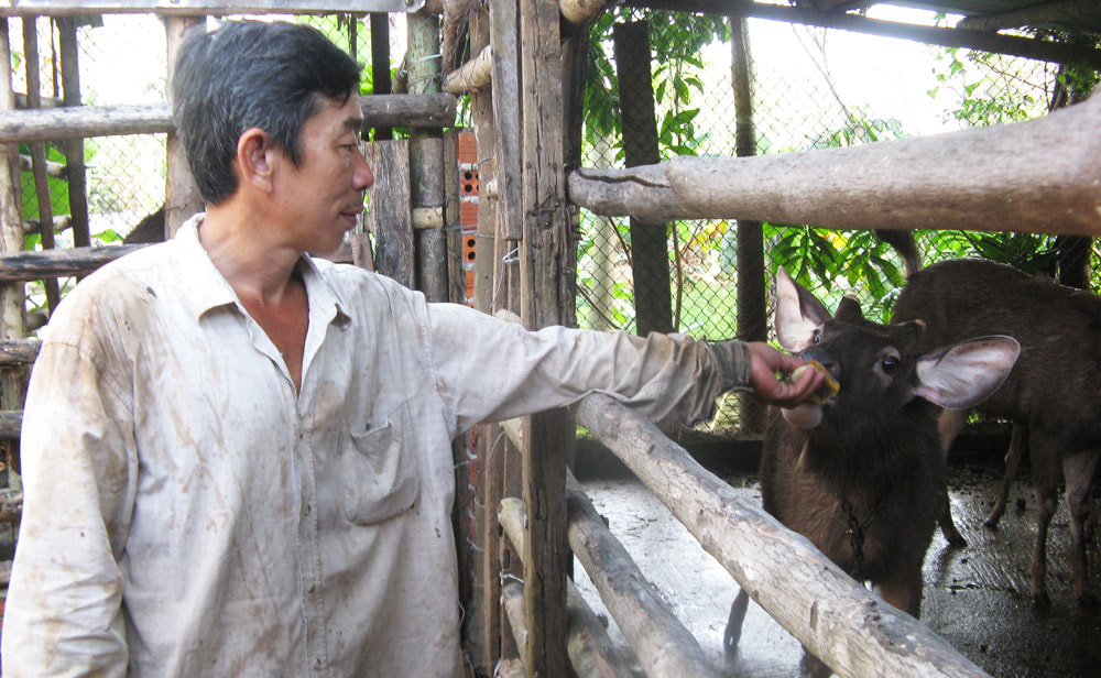 MÔ HÌNH NUÔI NAI LẤY NHUNG CỦA ĐINH PHƯỚC HOÀI- PHÚ YÊN